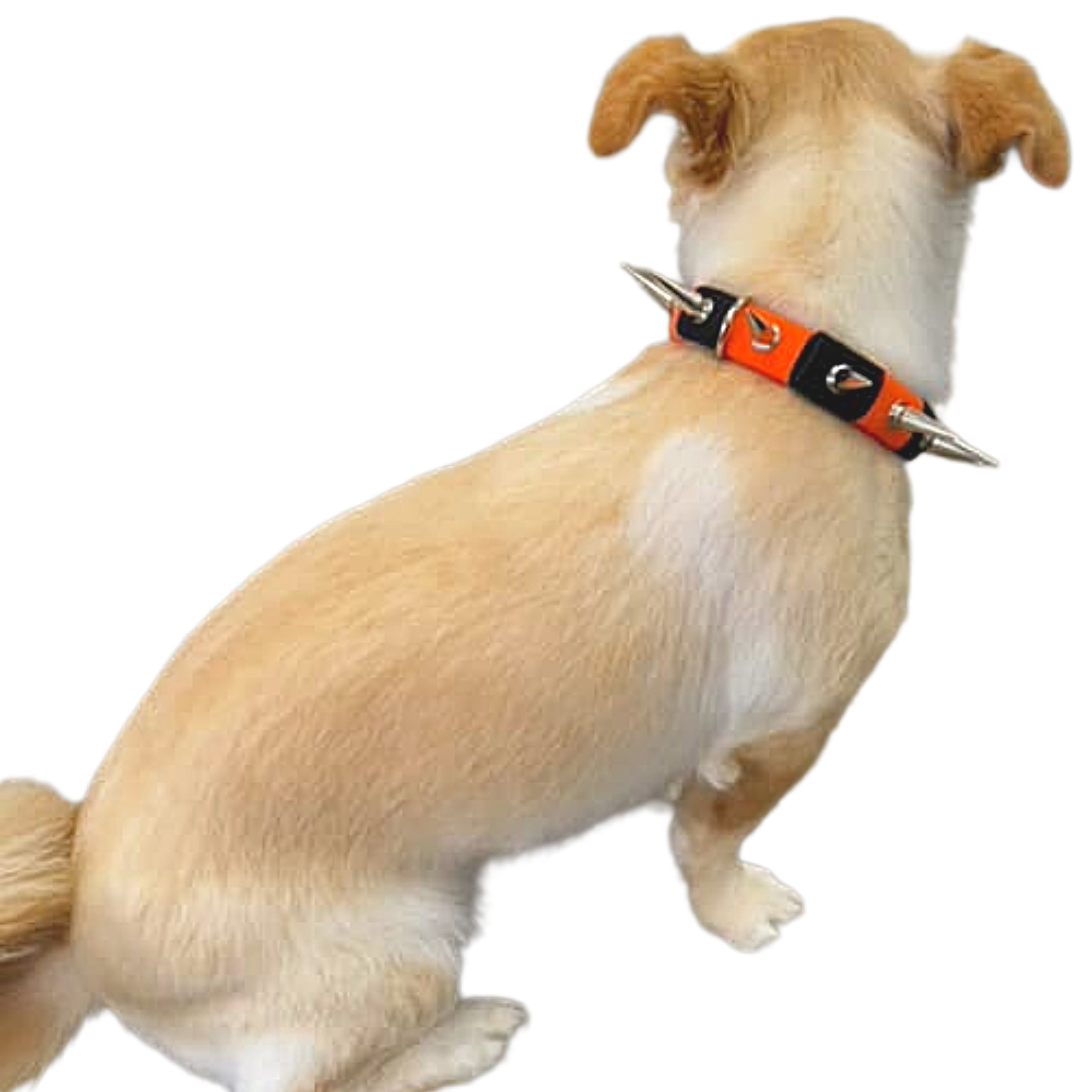 CoyoteCollar